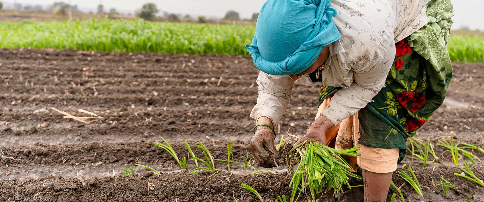 Food & Agriculture